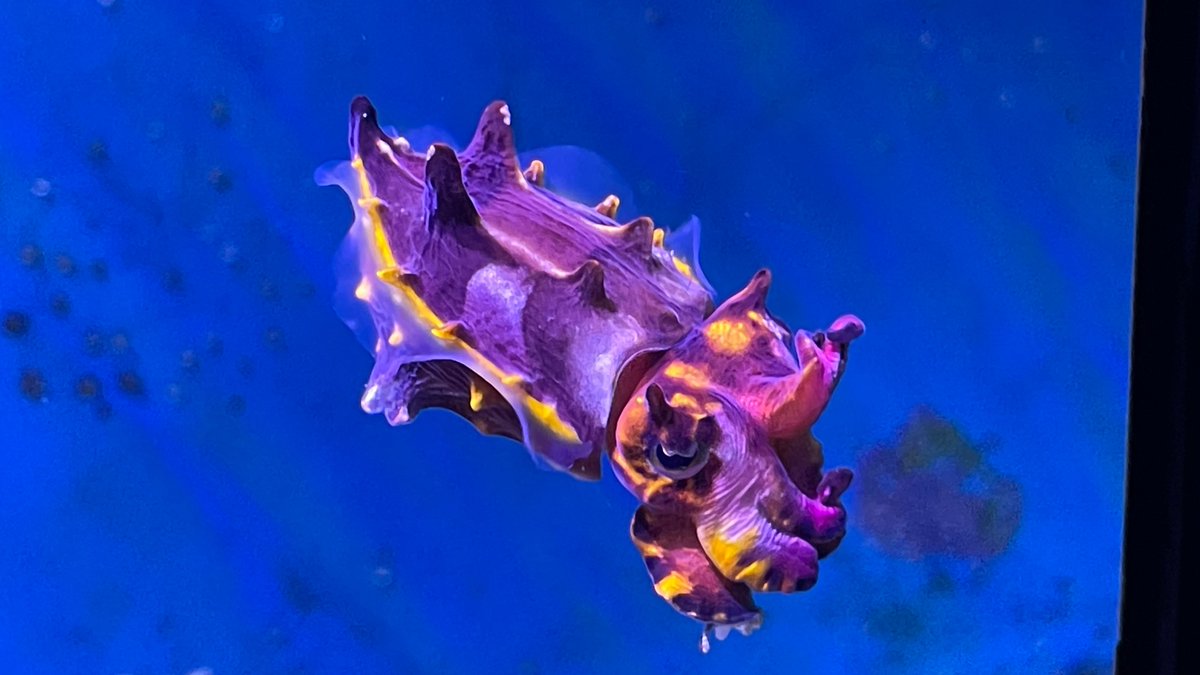 _ferntale's tweet photo. We went to the New York Aquarium today and I found my new favorite little guy (Flamboyant Cuttlefish) https://t.co/jFeAoaSDym