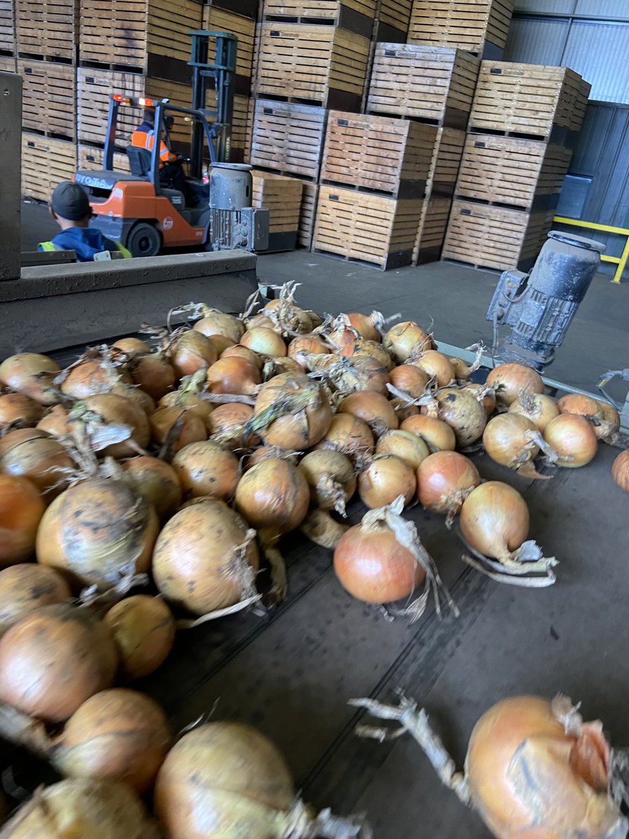MylesForberr's tweet photo. Grabbing a few onions before the weather changed. #grabitwhileyoucan https://t.co/DRyuEUBIAG