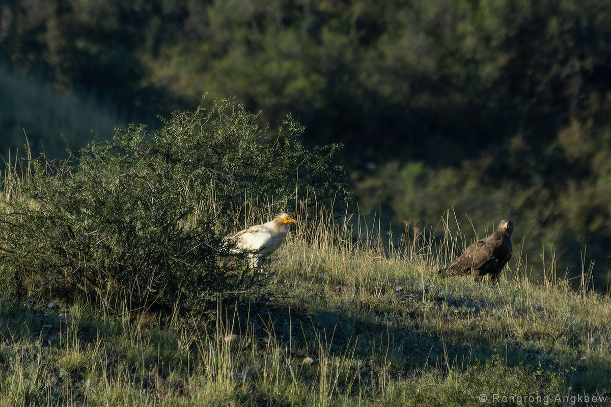 R_Angkaew's tweet photo. Four species of vulture in a day, what a day!
Egyptian Vulture, Cinereous Vulture, Griffon Vulture, Bearded Vulture
#birding #birdphotography #BirdsSeenIn2023 #wildlifephotography  #Vulture #Georgia https://t.co/3oyYwNjaNS