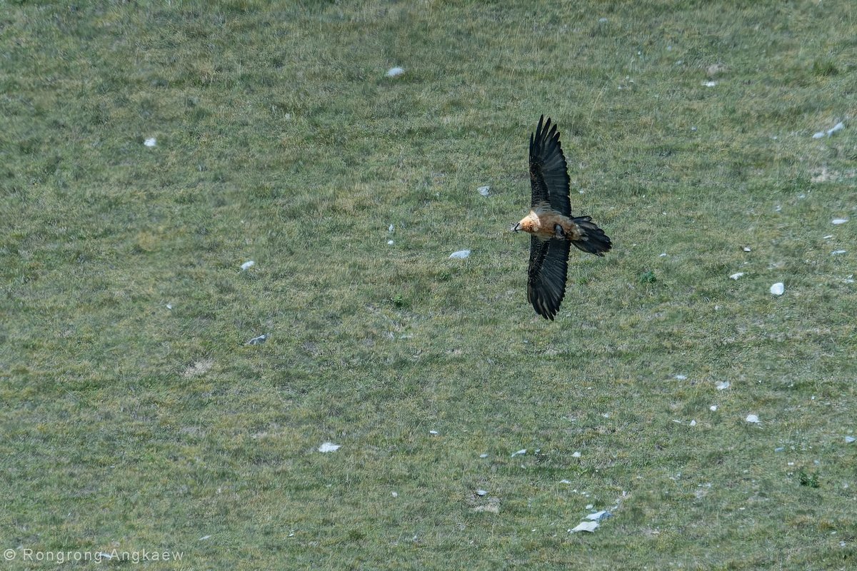 R_Angkaew's tweet photo. Four species of vulture in a day, what a day!
Egyptian Vulture, Cinereous Vulture, Griffon Vulture, Bearded Vulture
#birding #birdphotography #BirdsSeenIn2023 #wildlifephotography  #Vulture #Georgia https://t.co/3oyYwNjaNS