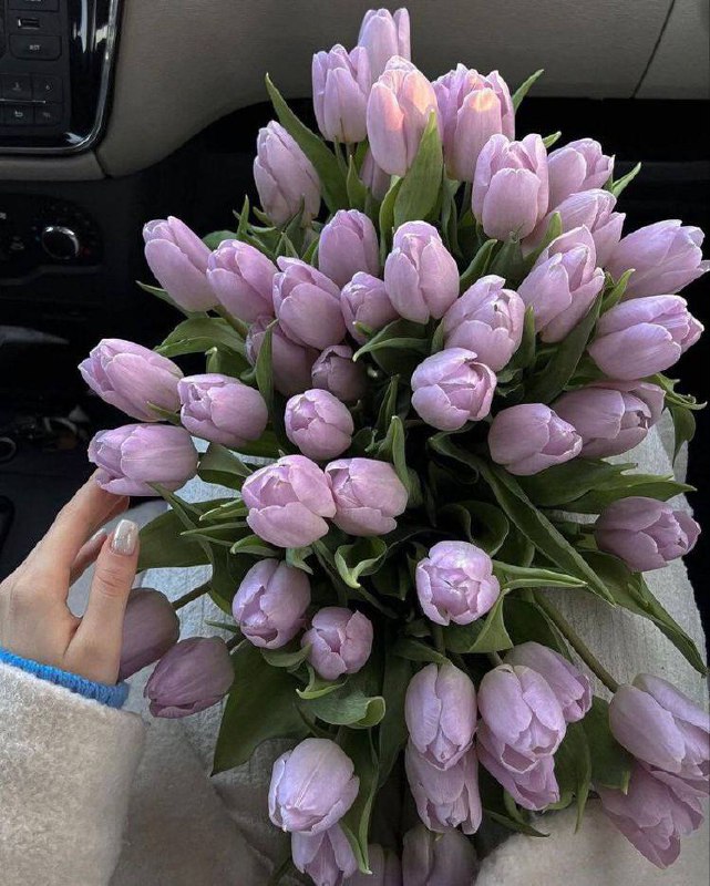 Purple tulips 💜