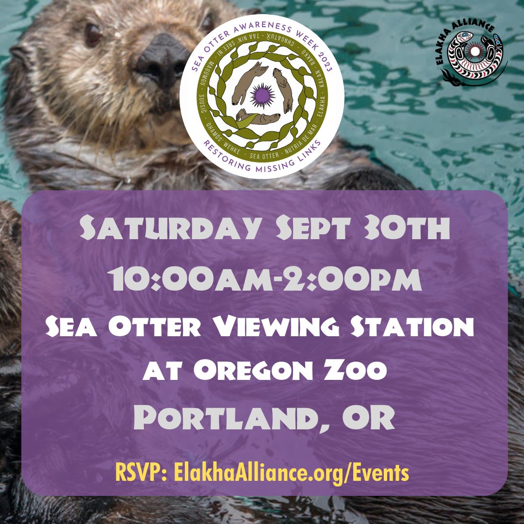 ElakhaA's tweet photo. Find @ElakhaA at the @OregonZoo next to the sea otters on Fri 29th & Sat 30th for #SeaOtterAwarenessWeek 🦦🦀🌊! Maybe Juno will come out and do a clam dunk 🏀🗑️!
#SOAW #seaotters #seaotter #oregonzoo #oregon #portland #restoringmissinglinks https://t.co/PmFd7JdNtN