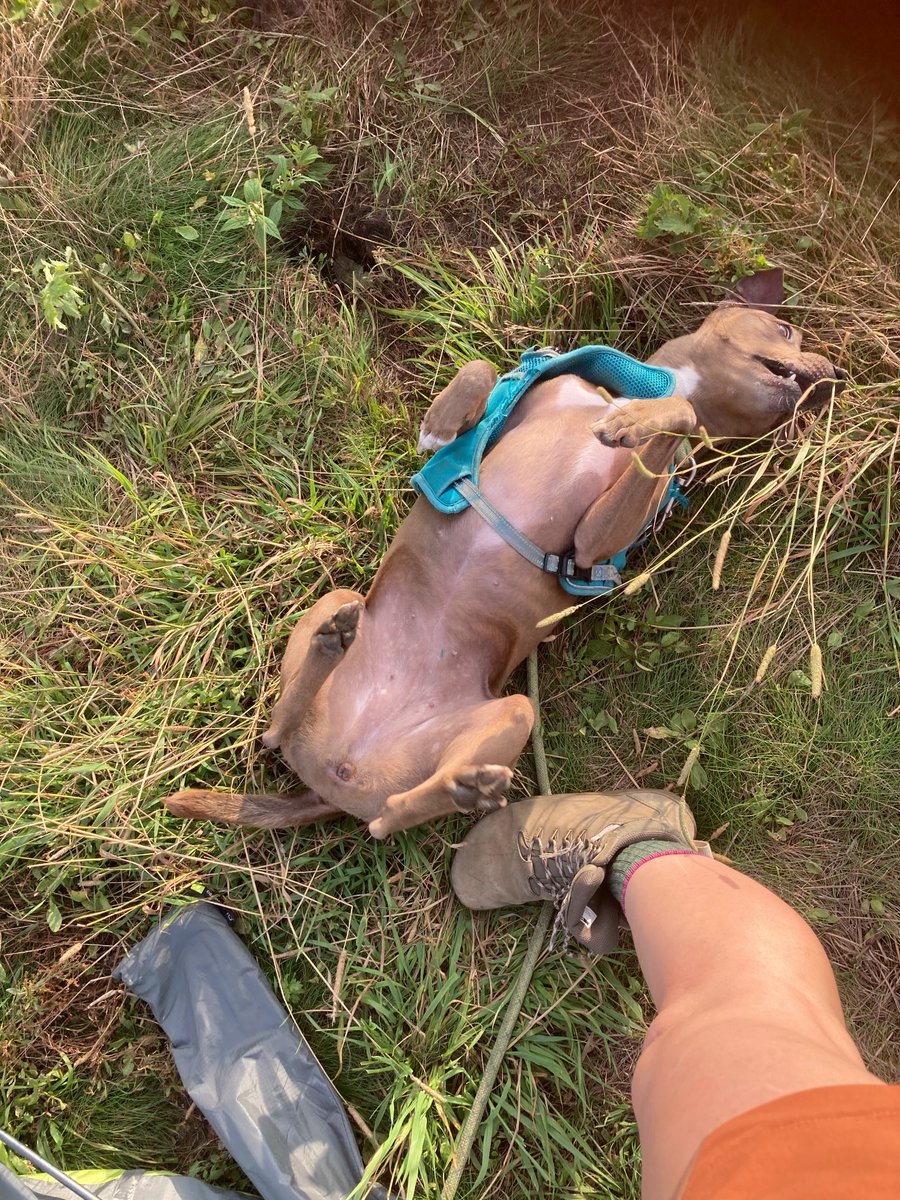 Baperipheriya's tweet photo. @alaskadogstead Lucy, my pit mix https://t.co/le2SJ5Uid5