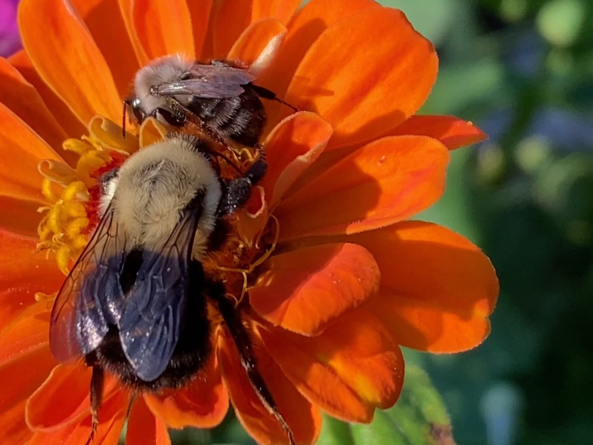 Busy time of year! #pollinatorpathways