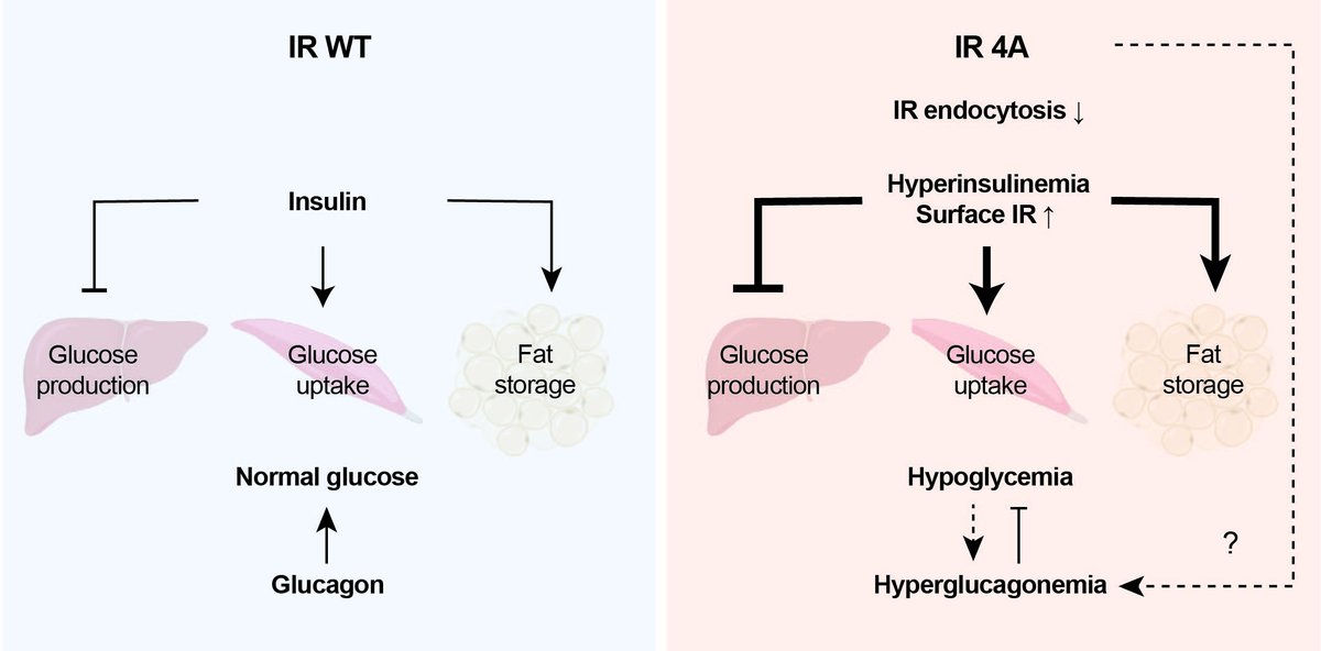 Choi Lab (@eunheechoi12) on Twitter photo Excited share our work led by <a href="/JunheePark20/">Junhee Park</a> in collaboration w/Shulman <a href="/YaleMed/">Yale School of Medicine</a>, Accili <a href="/ColumbiaMed/">Columbia Medicine</a>, <a href="/Hongtao_Yu_Lab/">Hongtao Yu Lab</a>, <a href="/RebeccaHaeusler/">Becky Haeusler</a> ,<a href="/JiyeonK37151066/">Kimlab</a>, <a href="/hanrui_zhang/">Hanrui Zhang</a> to understand the function and mechanism of #insulin receptor (IR) trafficking!
diabetesjournals.org/diabetes/artic… Excited share our work led by <a href="/JunheePark20/">Junhee Park</a> in collaboration w/Shulman <a href="/YaleMed/">Yale School of Medicine</a>, Accili <a href="/ColumbiaMed/">Columbia Medicine</a>, <a href="/Hongtao_Yu_Lab/">Hongtao Yu Lab</a>, <a href="/RebeccaHaeusler/">Becky Haeusler</a> ,<a href="/JiyeonK37151066/">Kimlab</a>, <a href="/hanrui_zhang/">Hanrui Zhang</a> to understand the function and mechanism of #insulin receptor (IR) trafficking!
diabetesjournals.org/diabetes/artic…