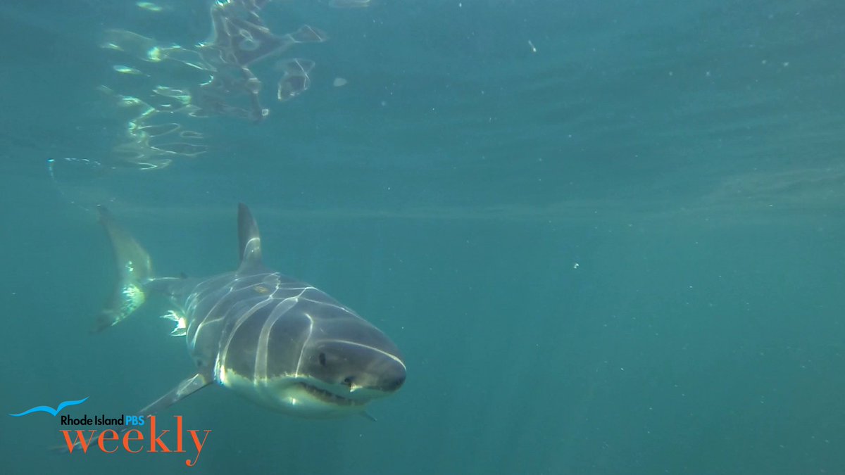 Sharks are back in a big way in New England youtu.be/5-qVyjNQQck
<a href="/WrightUps/">David Wright</a> <a href="/RIPBSWeekly/">Rhode Island PBS Weekly</a> <a href="/A_WhiteShark/">Atlantic White Shark Conservancy</a> <a href="/rhodeislandpbs/">Rhode Island PBS</a>
#sharks #shark