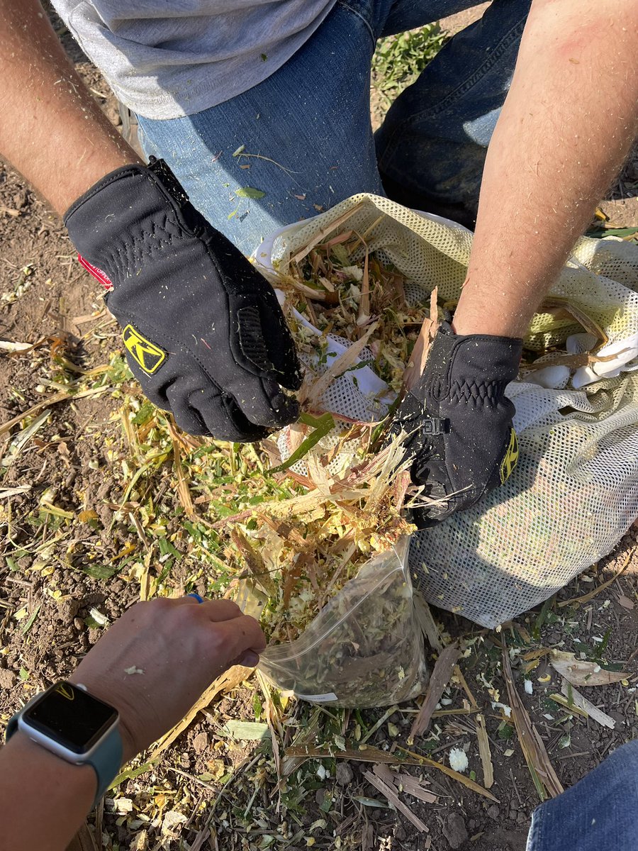 amber_alert11's tweet photo. Silage plot data coming soon! ⏳🌽🐄
#Energizeyourherd
#Enogen
#Silage23
#GrowNK23 https://t.co/DXT2CyLNGP