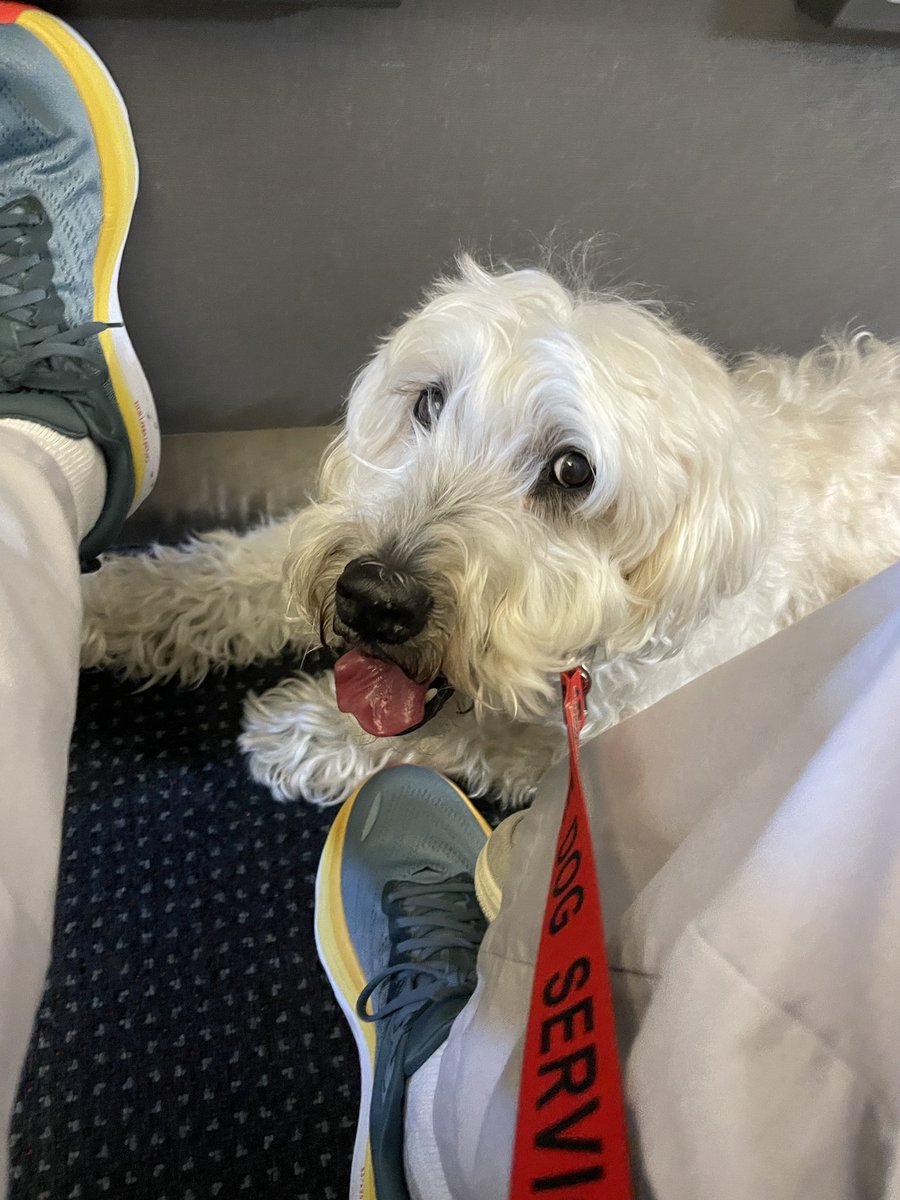 joepatane's tweet photo. On flight for Sasha’s West Coast ‘farewell tour!’ 😃💕🐾✈️ https://t.co/iakF6rXnyc