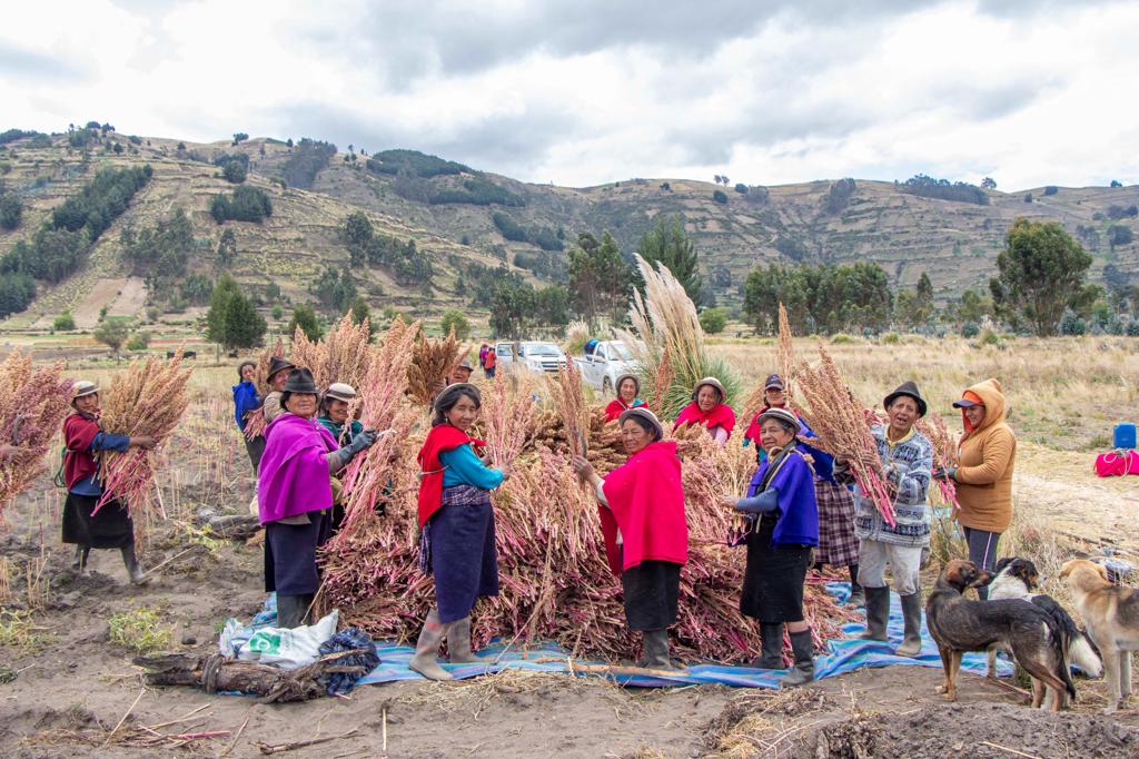 INIAPECUADOR's tweet image. #Chimborazo | Compartimos un día de campo en Calpi junto a productores de quinua, quienes recorrieron parcelas de la reciente variedad liberada de Quinua INIAP-EXCELENCIA. 
Los participantes fueron parte de una capacitación con el fin de aplicar este conocimiento es sus parcelas.