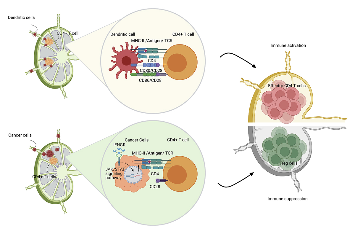 .<a href="/PaderaLab/">Padera Lab</a>, <a href="/beyazlab/">Semir Beyaz</a> and colleagues demonstrate that cancer cell MHC-II expression promotes #metastasis and immune evasion in tumor-draining lymph nodes. bit.ly/46dGZk1

From our Tumor Microenvironment &amp; Metastasis collection: bit.ly/3PfWNuV
#cshlcancer