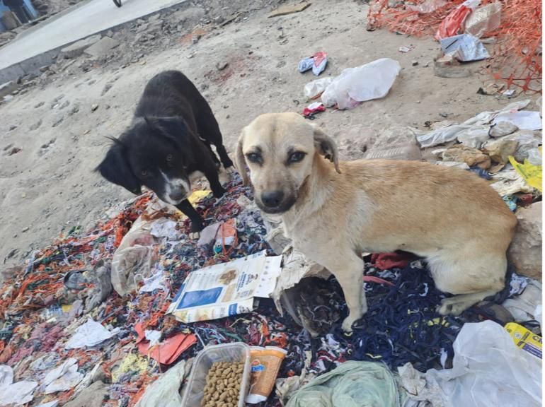 La mamá de estos cachorritos murio. La golpearon y tiraron a la calle. 👇Contacto 11 3467-3752