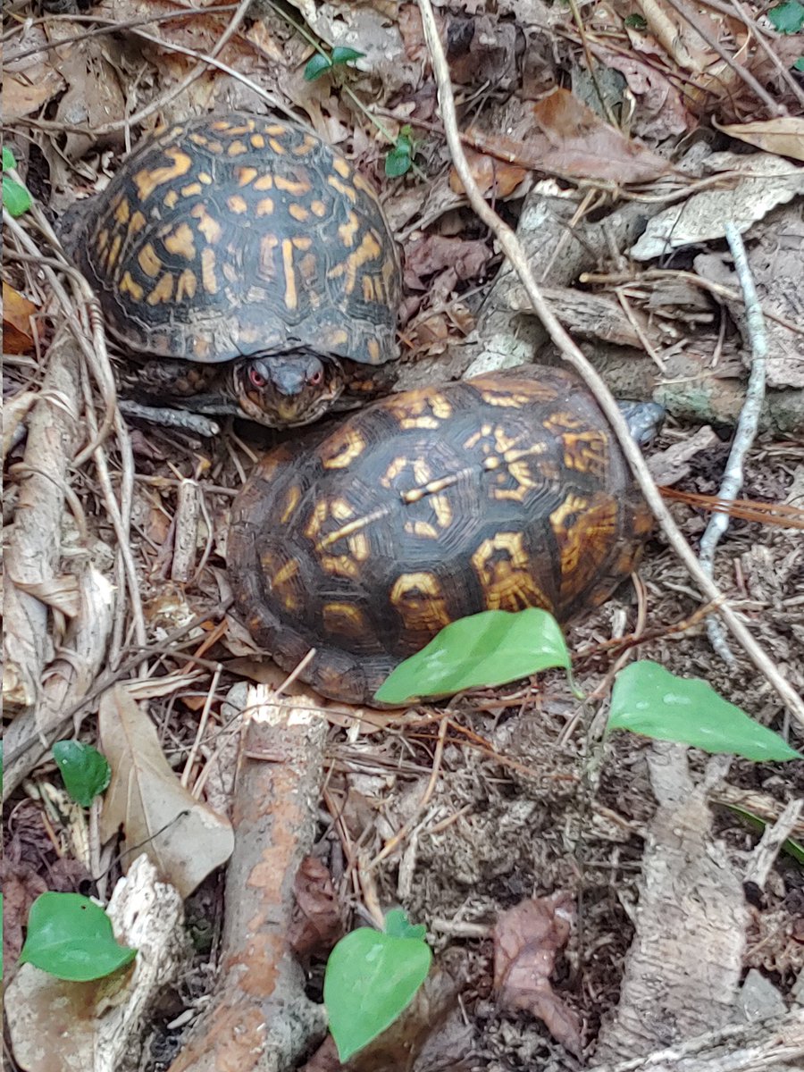 "Hey! Do,you mind?  Kinda busy here!" - Turtles

I spent my lunch break working in the woods removing invasive plant species. These turtles are more than certain that I am the invasive species that should be removed.

 #turtles