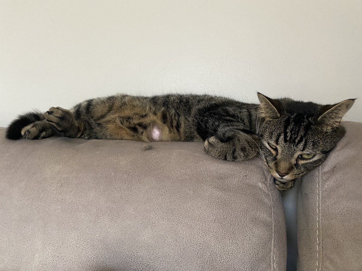 Zac Austin tweet media