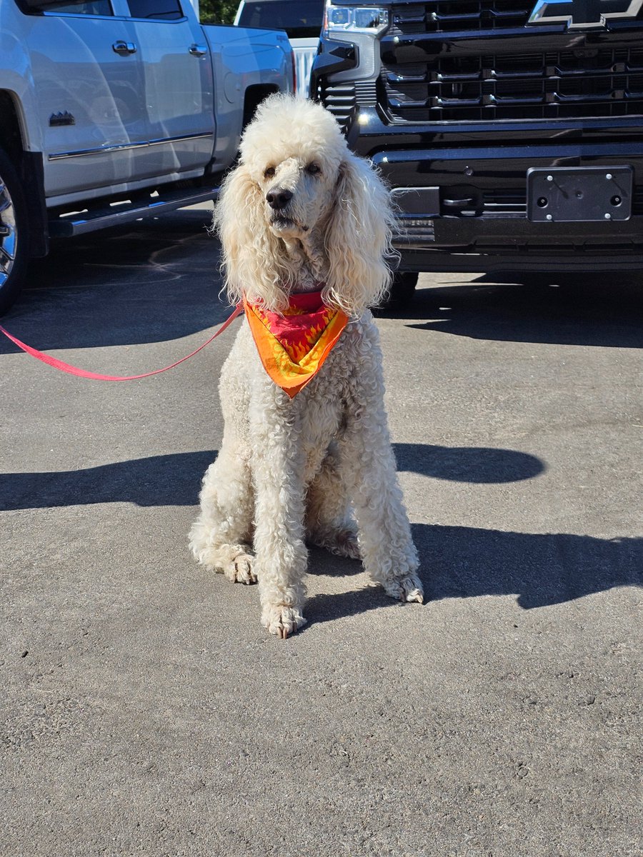 🐾 Meet Sierra, the Cutest Poodle on a Truck-Hunting Adventure! 🚗🐩Sierra and her lovely parents made a special journey all the way from Barry's Bay to Boyer GM Bancroft in search of the perfect new truck. 🌟 
#BoyerGMBancroft
📍29668 Hwy 62 North
#FurryFriends #TruckShopping