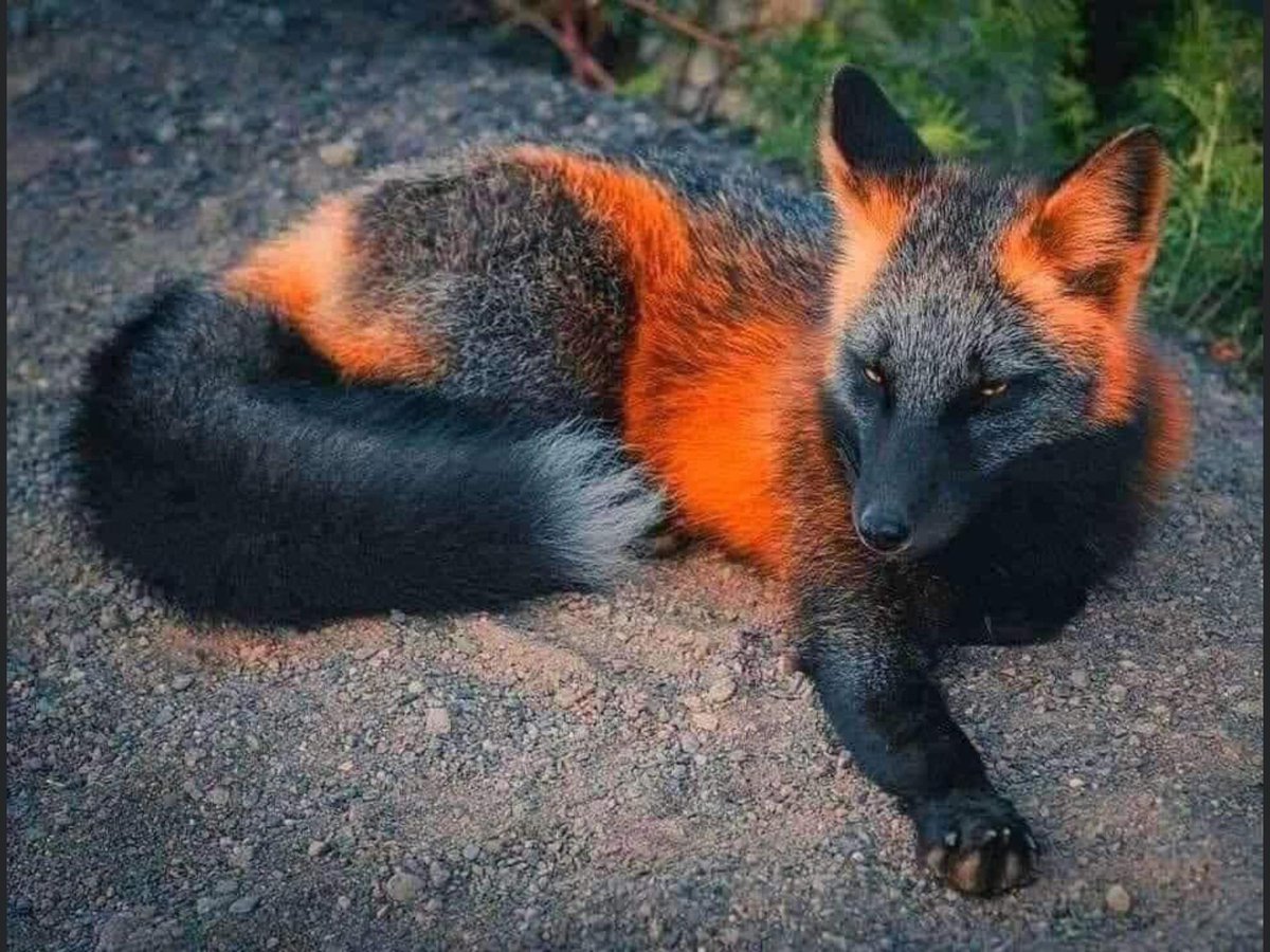 An incredible beautiful Melanistic Fox, one of the rarest animals on the planet...