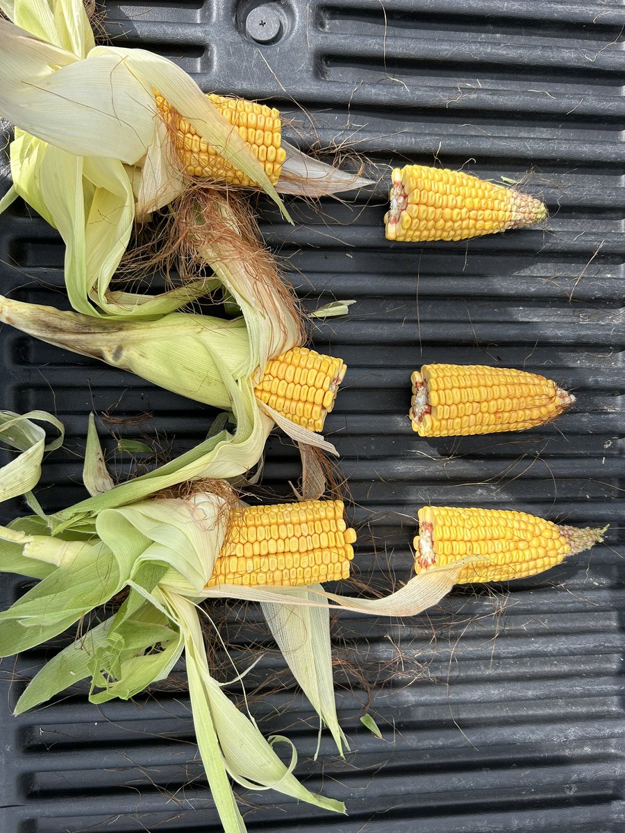 Everyday is chipper day <a href="/parionanimal/">Parion</a> don’t wait for a scheduled chipper day to test your corn. We are always checking to help you make quality forage. <a href="/CrystalGeer2/">Crystal Geer</a>