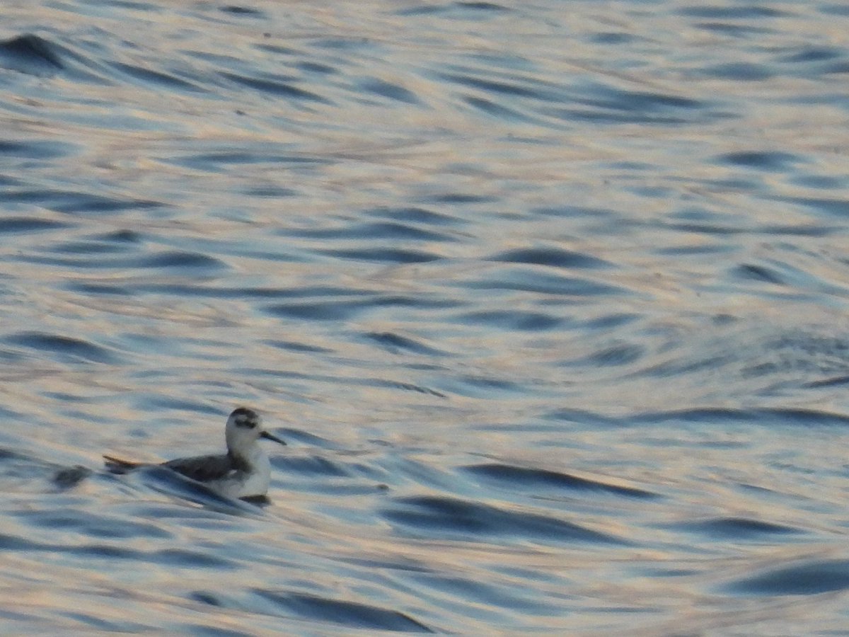 L8WFC81's tweet photo. Grey Phalarope at Elton this evening #Elton #patchbirder https://t.co/xXhoFkH8wJ