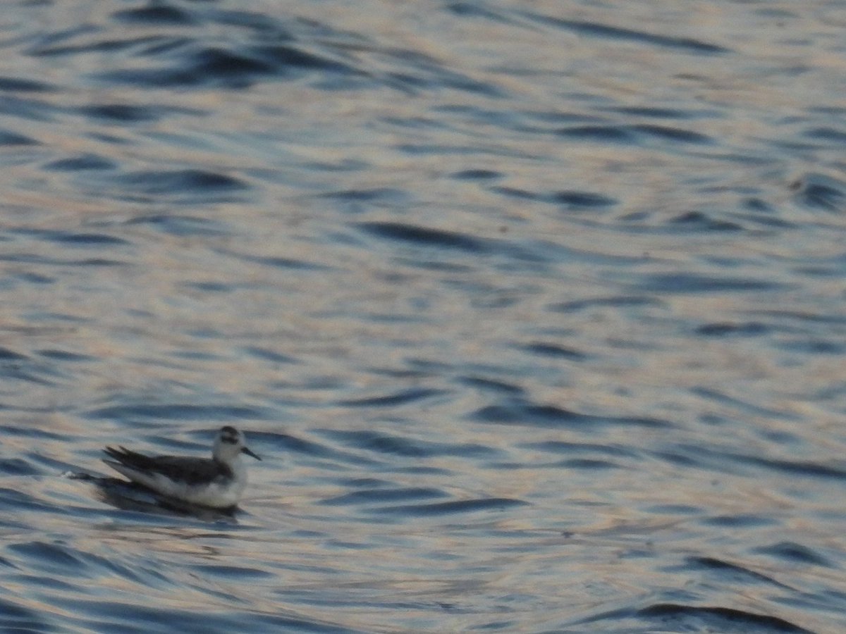 L8WFC81's tweet photo. Grey Phalarope at Elton this evening #Elton #patchbirder https://t.co/xXhoFkH8wJ