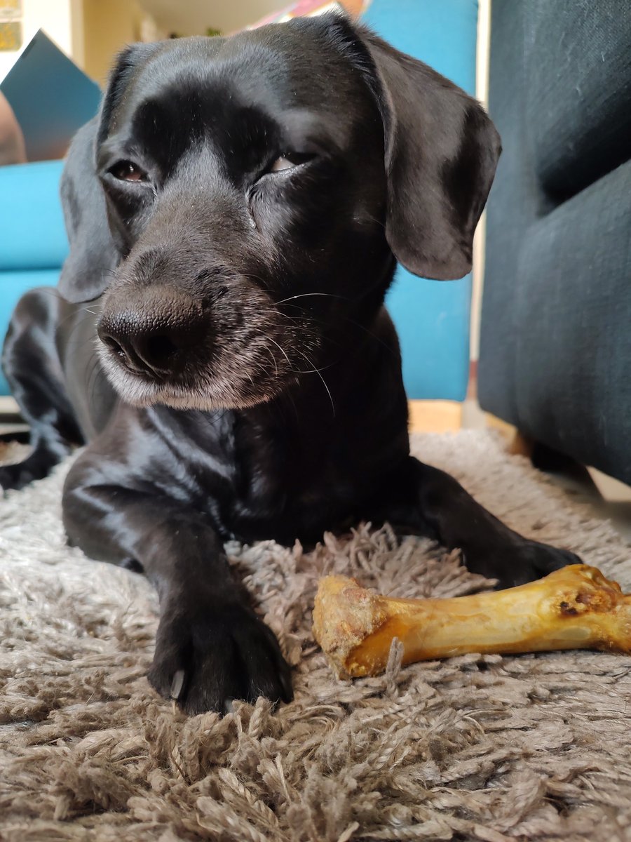 TitoYPacho's tweet photo. 😍😍😍 #Dogs https://t.co/AcacSZsYvn