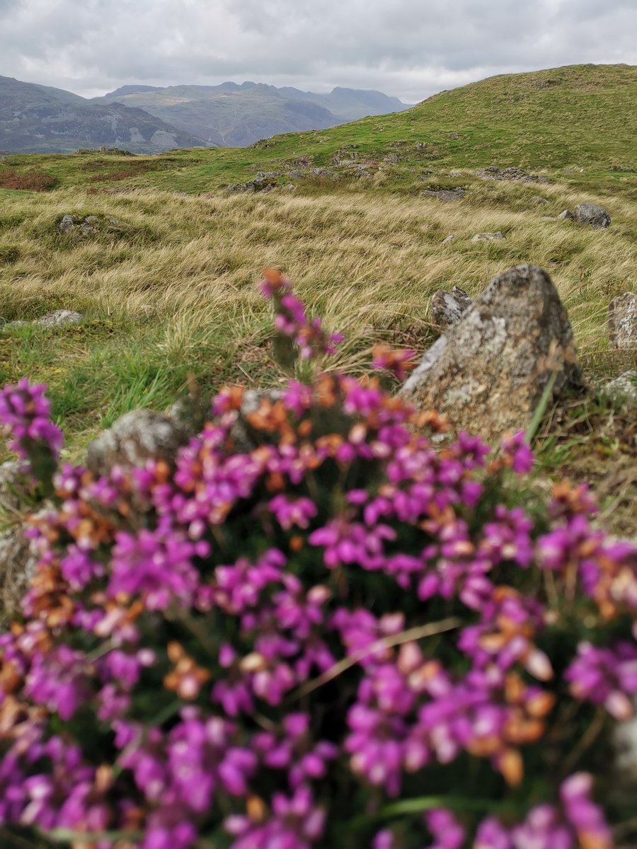Daxa_PJA's tweet photo. More views from #BlackFell towards #EsthwaiteWater #CrinkleCrags #Bowfell and the #LangdalePikes #LakeDistrict #Cumbria #WainwrightBagging #LoveLakeland 💞 https://t.co/uvpE0rB32k