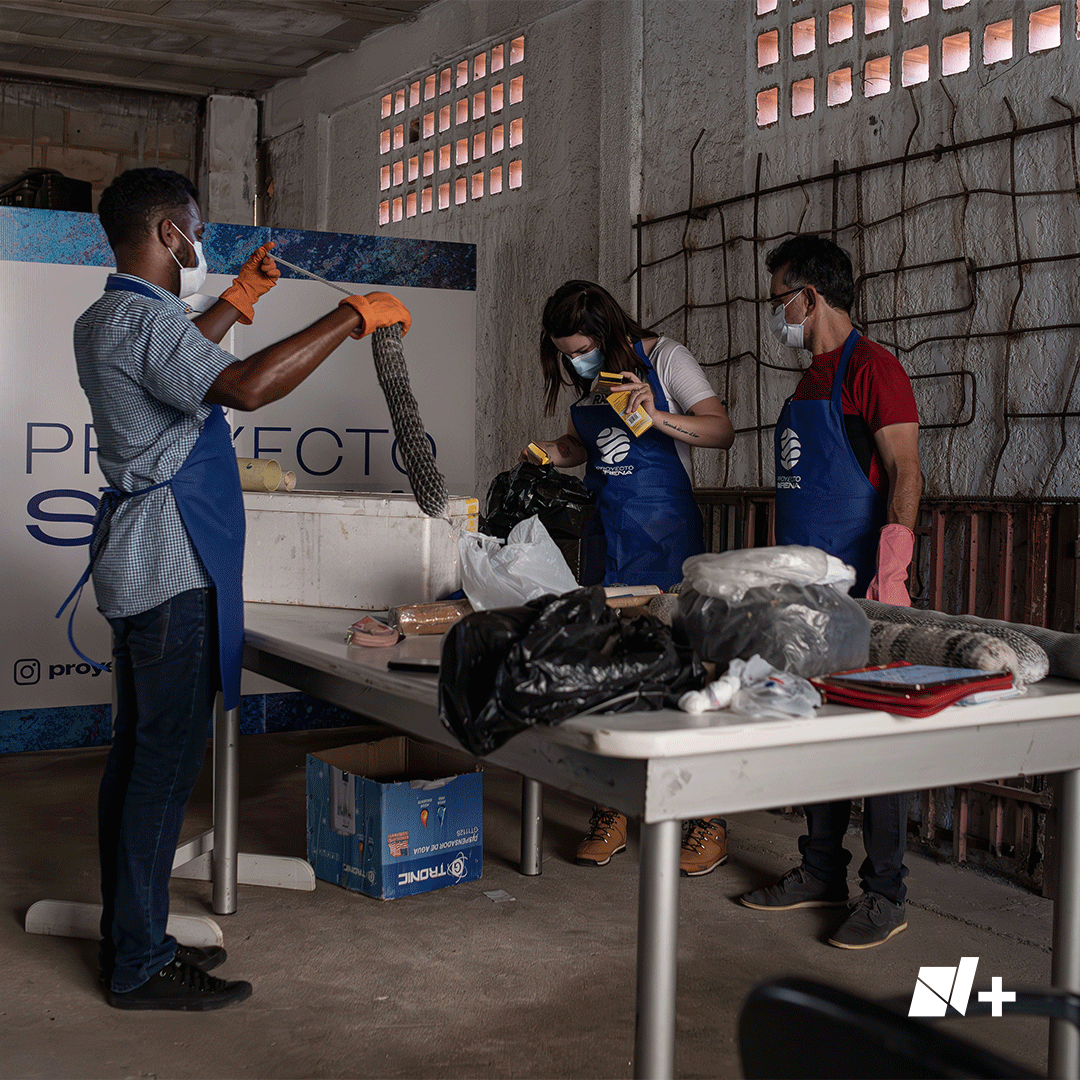 El pelo desechado en barberías o estéticas para humanos y perros en el estado de Zulia, Venezuela, es recogido por los voluntarios del Proyecto Sirena, una iniciativa que plantea crear artilugios a base de cabello para limpiar los residuos de petróleo que contaminan el lago de
