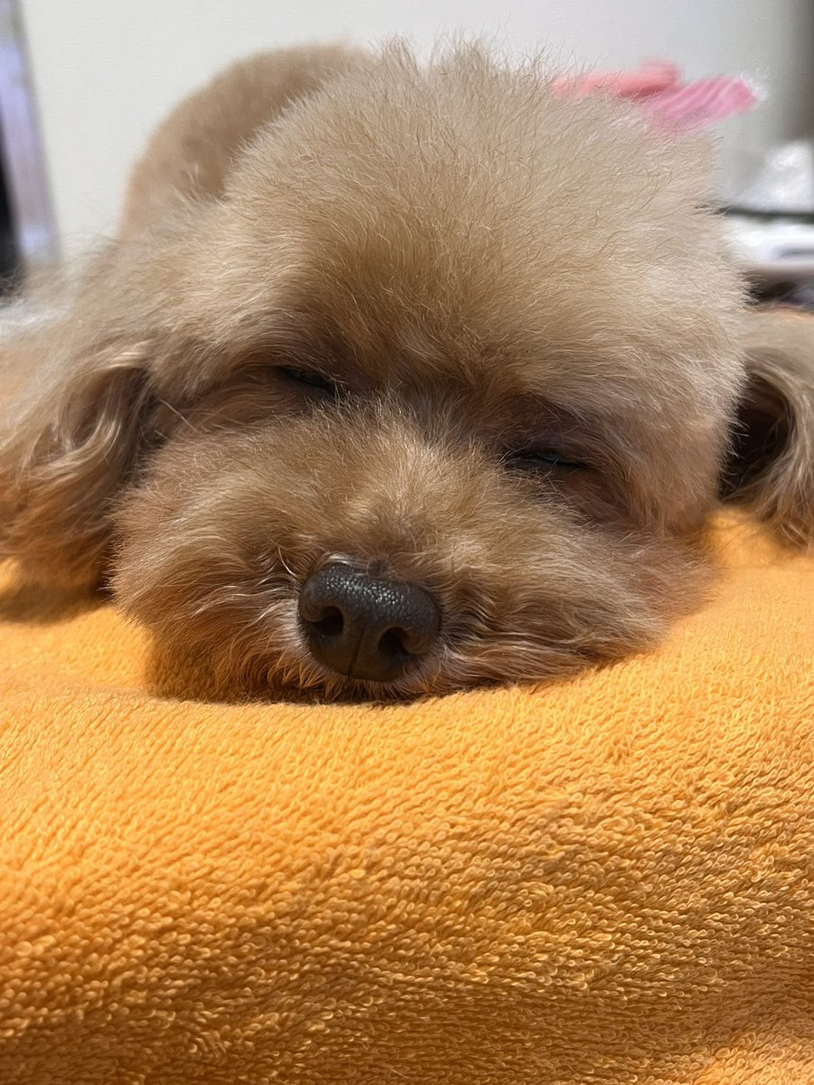 PeaceTokotoko's tweet photo. 良い夢みてね♡おやすみなさい😴
#犬のいる幸せ #犬好きな人と繋がりたい #トイプードル生活 #トイプードル #toypoodle #おやすみなさい https://t.co/bqPEVo4o5v