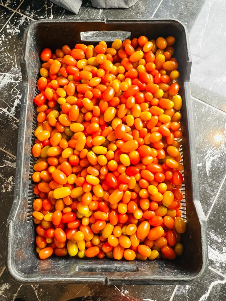 We are harvesting Little Cherry Tomatoes. These tomatoes are cheap here like veery cheap🤗...Slide in our DM  fam😊