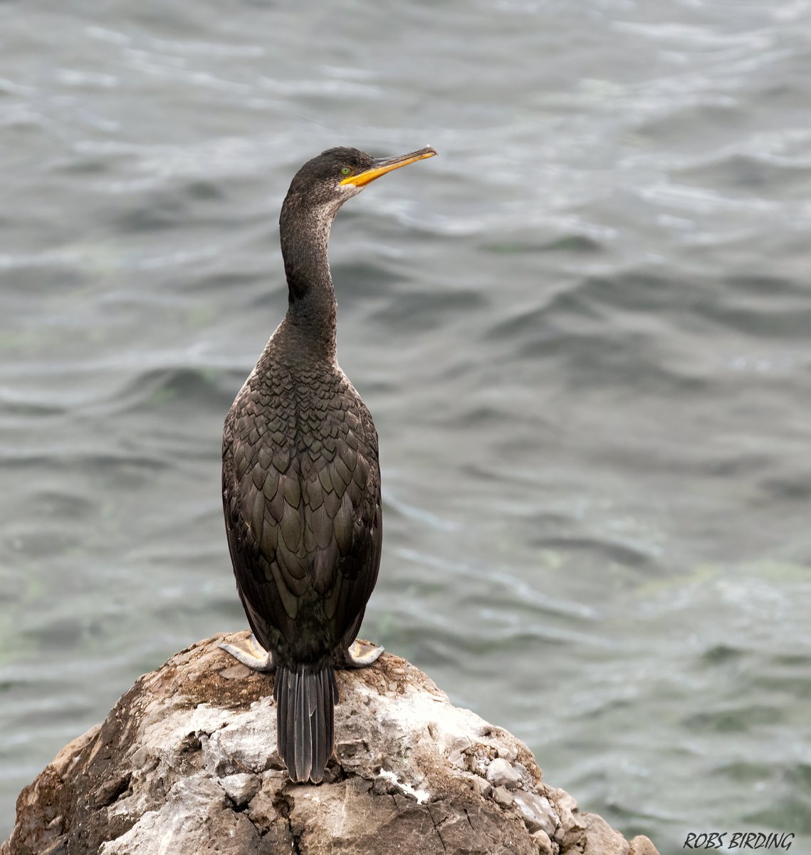 Juvenile European Shag (Mediterranean subspecies) Gulosus aristotelis desmarestii (Gibraltar) #Gibraltar #BirdsSeenIn2023 @gonhsgib @BirdingRasta @GibraltarBirds @_BTO @Natures_Voice #TwitterNatureCommunity @WildlifeMag @Britnatureguide @GibReserve @NautilusGib @GibMarine