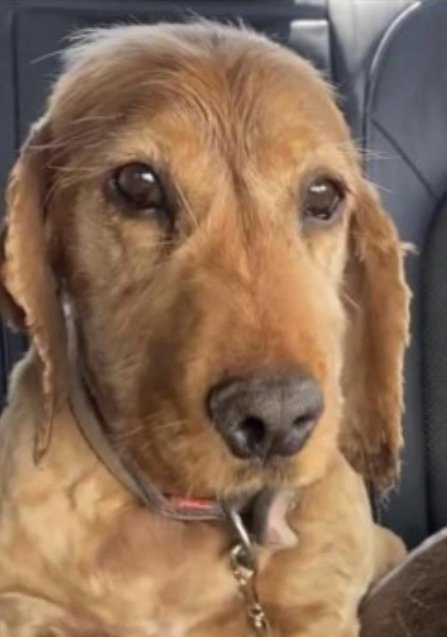 bs2510's tweet photo. BAILEY #SpanielHour
Female #CockerSpaniel Neutered Older Adult Red/golden Microchipped
#Missing 9 Jul 2023 #Kinnitty #CoOffaly #Ireland ran during thunderstorm Owner believes she'd try get into a house as hates storms Reward for her safe return
https://t.co/sskYJtp53c https://t.co/1LhTRIxiMk