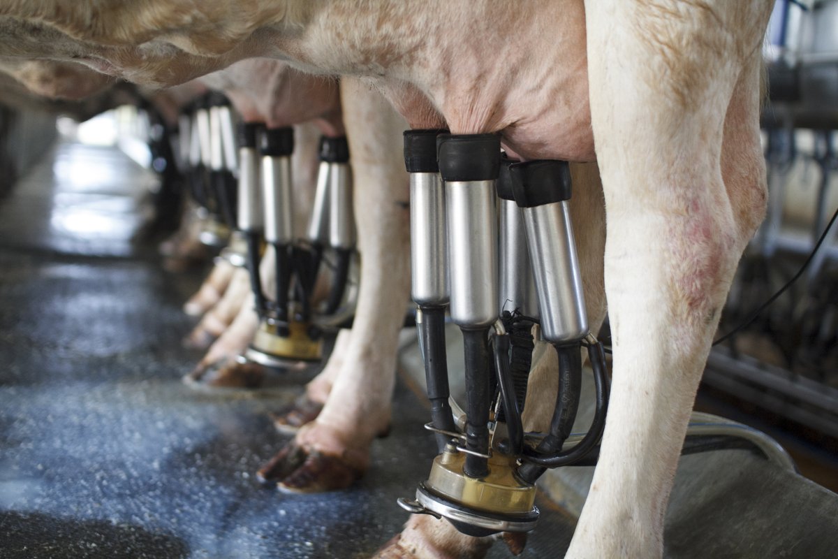 In the dairy industry, living, feeling individuals are treated like machines.