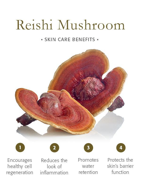 Glowing with Nature's Secrets: Mushrooms and my skincare routine! 🌟🍄

Reishi Mushroom benefits for skin🤗
🍄🍄🍄
#reishi #ganoderma #cordyceps #mushrooms #l #k #ganodermalucidum #chaga #sa #coffee #health #lionsmane #reishimushroom #dxn #ganoexcel #fungi #medicinalmushrooms