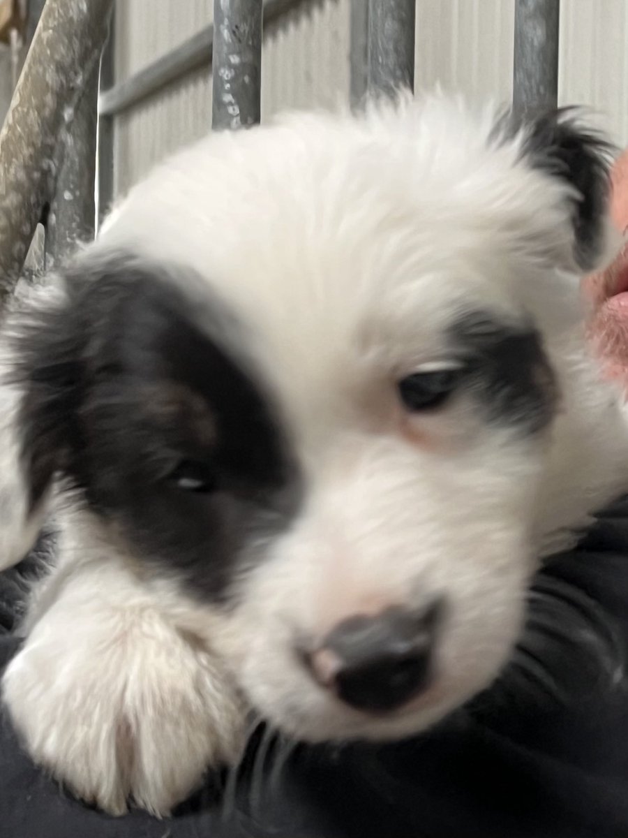 fgrahamwriter's tweet photo. Meet Pirate! He’s the friendliest little guy and is coming home with us on Monday! We’ve gone barking mad.. that’s 3 dogs now. #newpuppy #writingdistractions ❤️ https://t.co/7cuYG76hTG