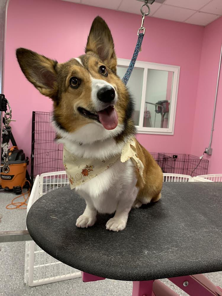 Maple 🍁 had her first grooming appointment yesterday! They sent me this today. It made me cheese like no other so hopefully you like it too! @WoofGangBakery #corgi #cute #puppy #CorgiCrew