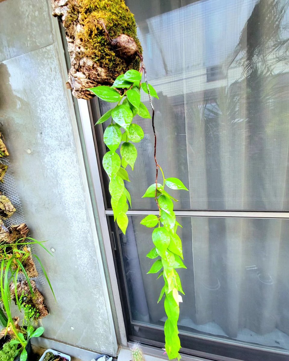 Ceratostema pendens 下垂性の着生ツツジ、ケラトステマ ペンデンス