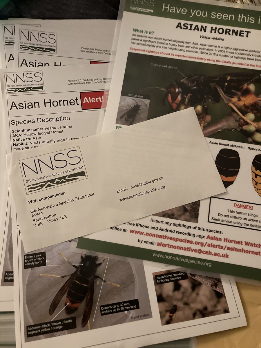 @JuliaNedenWatts @Gareth_Roberts_ You can order posters and leaflets to distribute these I received today. If anyone would like some feel free to pop into Chinos Cafe Hampton. This will effect us all and our food production AND they give a nasty sting! #asianhornet #nnss #honeybee