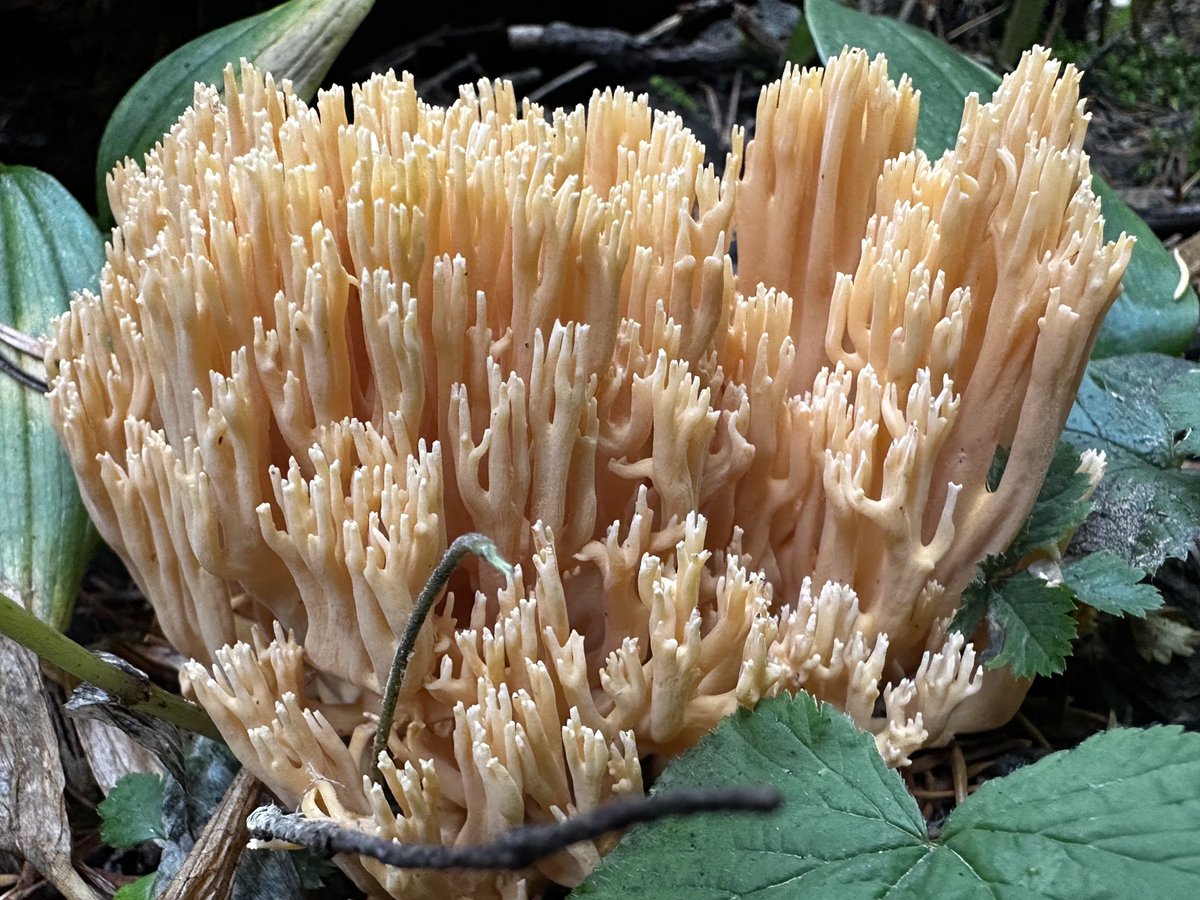 Kestrel_Rose's tweet photo. Coral 🪸 Mushroom 🍄 

#MushroomTwitter #Mushrooms #Mushroom #NatureNaturephotography https://t.co/j72tgYPo0T