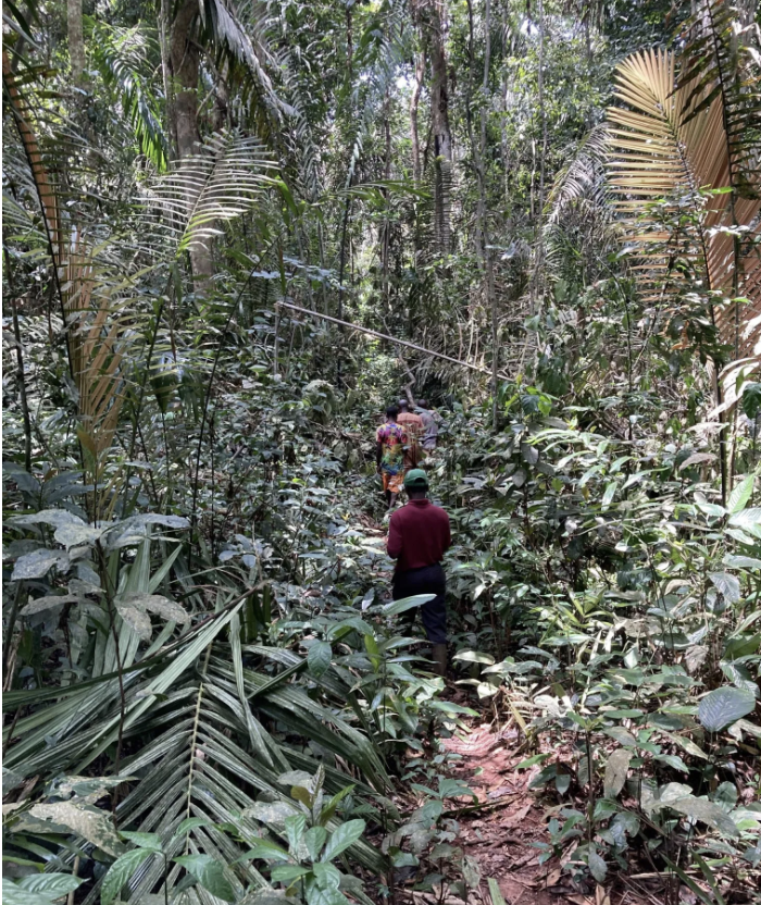 ComConsInc's tweet photo. The Dja Faunal Reserve in #Cameroon is a #unescoworldheritage site with prime habitat for #elephants, #chimpanzees, #leopards, #mandrills and #gorillas. 

Learn more about our work in Cameroon here: https://t.co/8Yndnxs4uy

#communityconservation

Photo Credit: Denis Ndeloh https://t.co/2z3c4Qzu5F