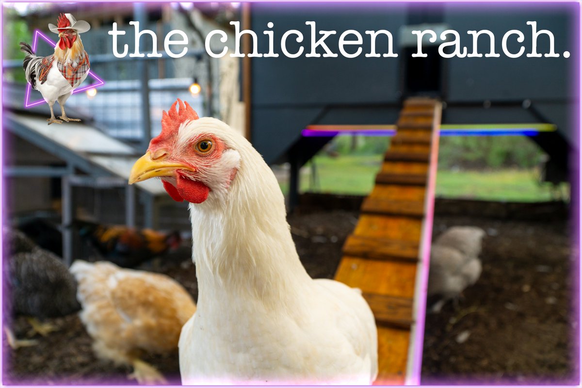 Hot Chick Alert 🚨🐓

twitch.tv/thechickenranc…

#twitchtv #livestreams #funnychickens #chickens #twitch #silkiechicks #thechickenranch #TheChickenRanch #backyardchickens #chickensofinstagram #funnychicken #livestream #chickensoftiktok #cluckyeah #chickensaspets #featheredfriends