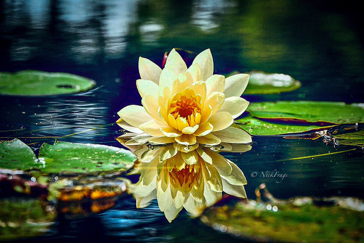 HeyItsMeSalty's tweet photo. ๐ธ ๐ฑ
Lily pad at @brookgreensc in #murrelsinlet #myrtlebeach https://t.co/w0F7K4tbR5