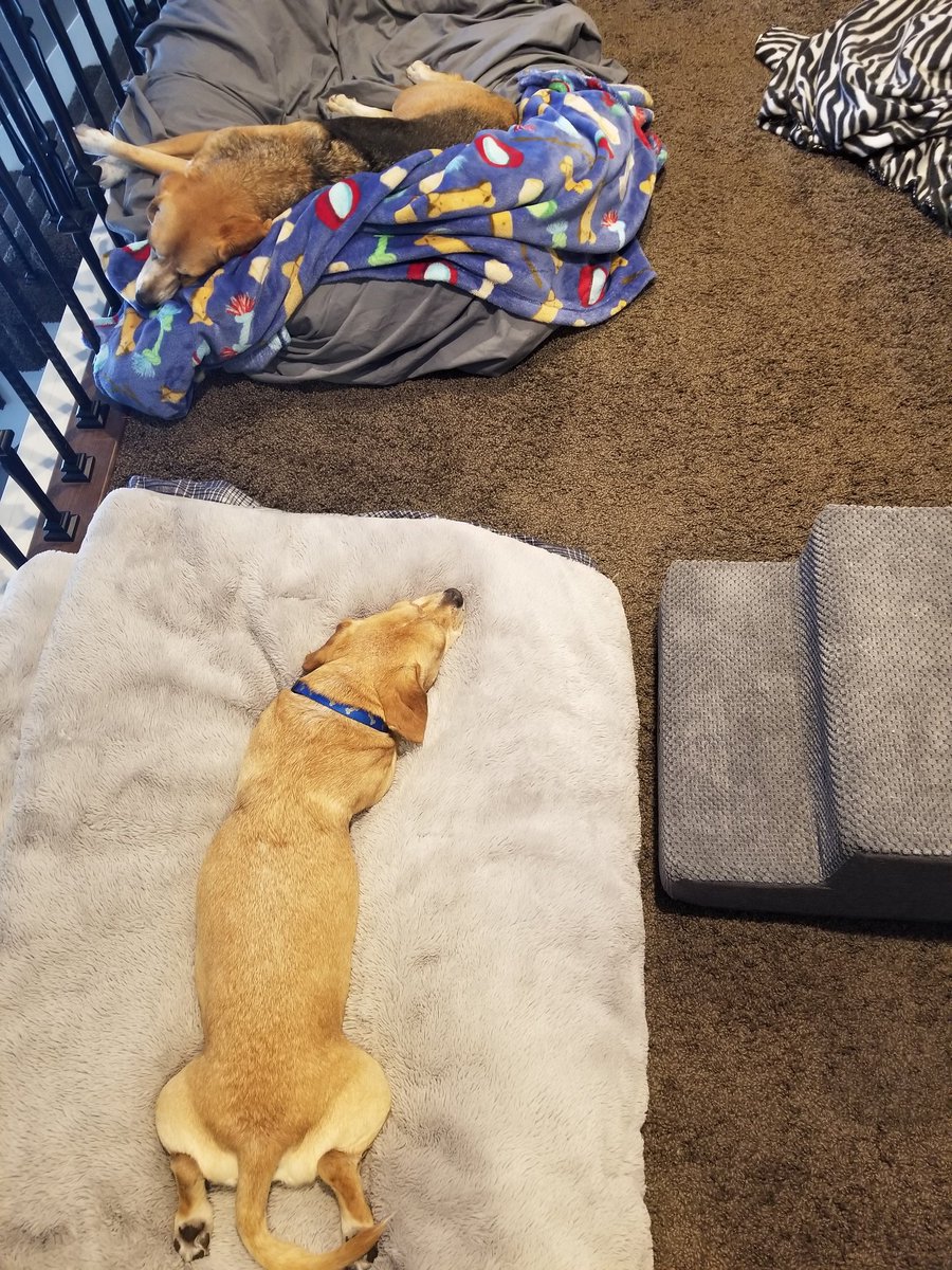 pacey_car's tweet photo. Day slumber party with my uncle #beagle #dogsoftwitter https://t.co/DpWYDXR9CQ