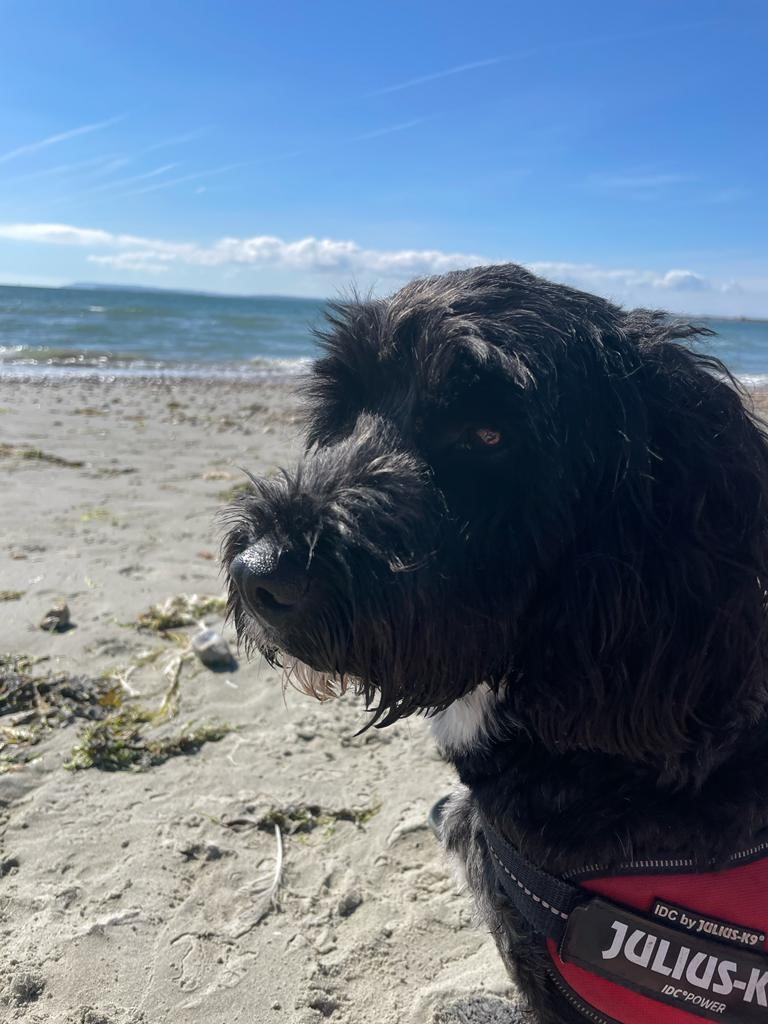 RobLee82033760's tweet photo. @houseofeffie @Daisychain76x @Robnonumber @spudney13 @Noideawhoiam123 @Nadine96297 @VanessaBrownCan Anyway, he is delighted and is getting extra treats for supper. https://t.co/UdboVDEVBv