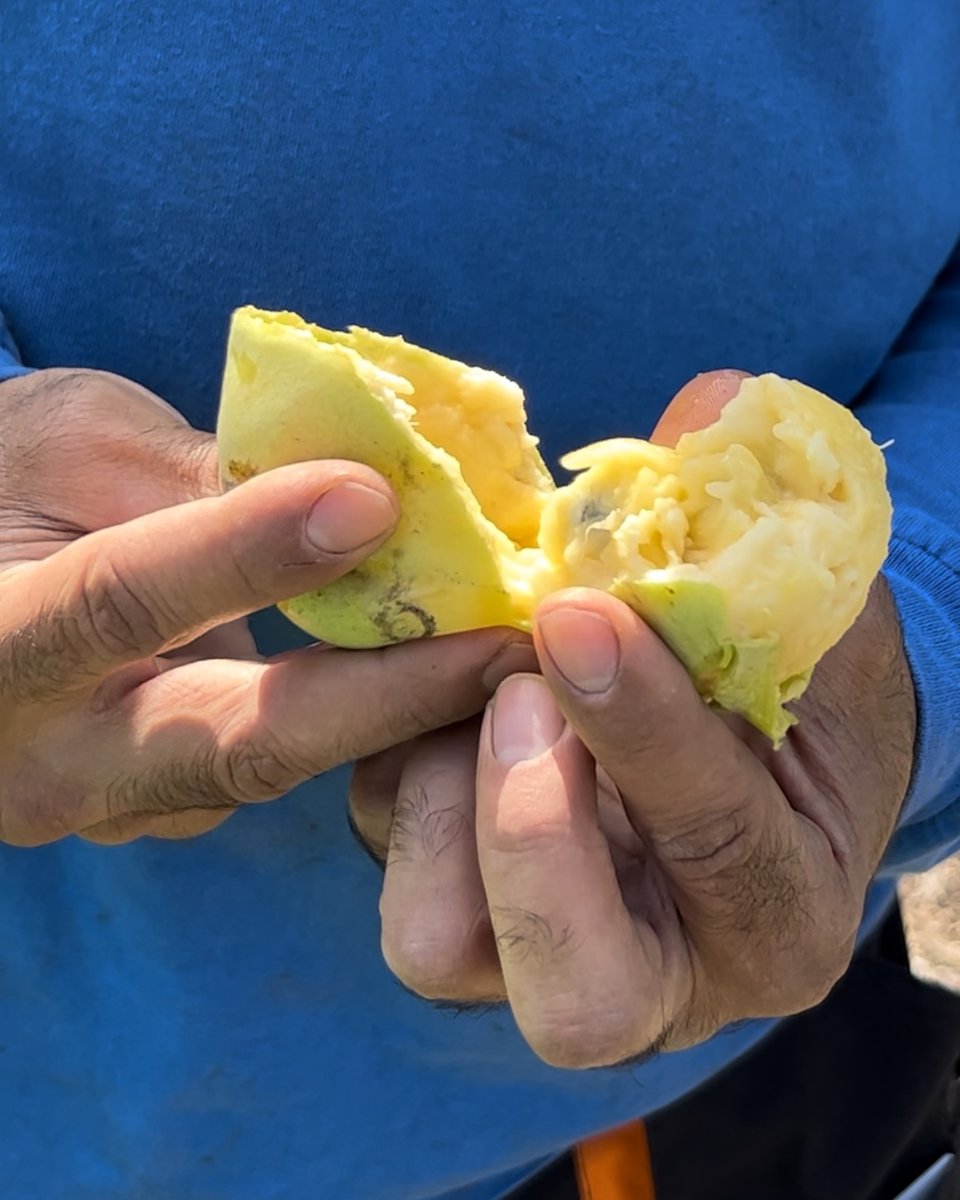 NYRP's tweet photo. IT’S PAWPAW SEASON! 💛 Though these fruits look tropical, they are actually native to #NorthAmerica and grow wild on the East Coast 😮 Here at Swindler Cove, we’ve got tons of pawpaws on our hands 🤲 Swipe through to see our team harvest our favorite #NativeFruit! 🤩 https://t.co/oy8irIBtDs