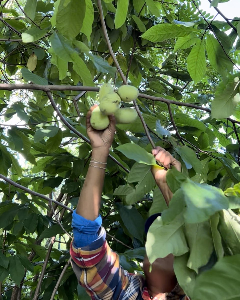 NYRP's tweet photo. IT’S PAWPAW SEASON! 💛 Though these fruits look tropical, they are actually native to #NorthAmerica and grow wild on the East Coast 😮 Here at Swindler Cove, we’ve got tons of pawpaws on our hands 🤲 Swipe through to see our team harvest our favorite #NativeFruit! 🤩 https://t.co/oy8irIBtDs