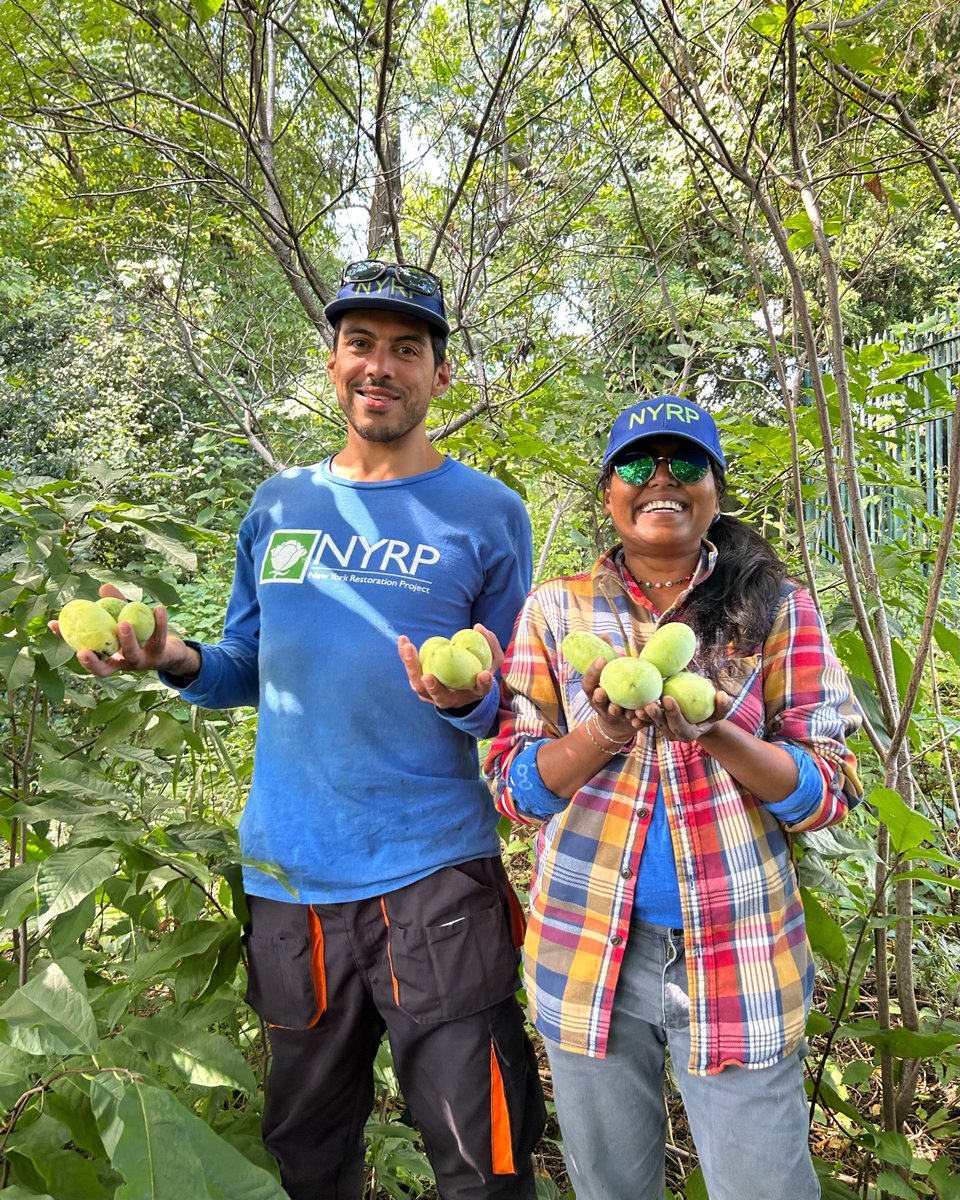 NYRP's tweet photo. IT’S PAWPAW SEASON! 💛 Though these fruits look tropical, they are actually native to #NorthAmerica and grow wild on the East Coast 😮 Here at Swindler Cove, we’ve got tons of pawpaws on our hands 🤲 Swipe through to see our team harvest our favorite #NativeFruit! 🤩 https://t.co/oy8irIBtDs