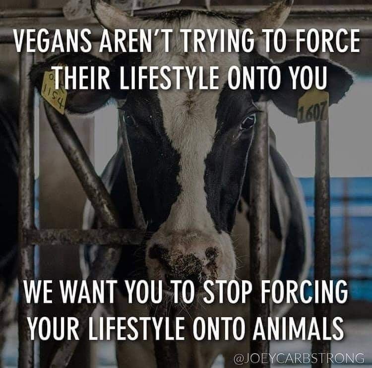 oliver4animals's tweet photo. "Vegans aren't trying to force their lifestyle onto you, we want you to stop forcing your lifestyle onto animals" - @JoeyCarbstrong ๐
All we can do is give you the truth. What you do with that information completely depends on YOUR character. ๐ซต
Be compassionate. Be #vegan. ๐ https://t.co/4lFueeUf5u