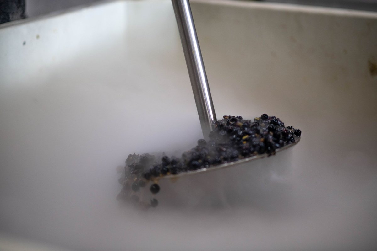 HawleyWines's tweet photo. It’s a great day here at the Estate, as we welcome our Ketcham Vineyard’s Pinot Noir fruit!
These berries are picked early, and are set to cold soak for 4-5 days.
.
.
.
#pinot #pinotnoir #red #wine #grapes #harvest #sonomacounty #healdsburg #coldsoak #vineyard #familyowned https://t.co/zKzT3xqjve