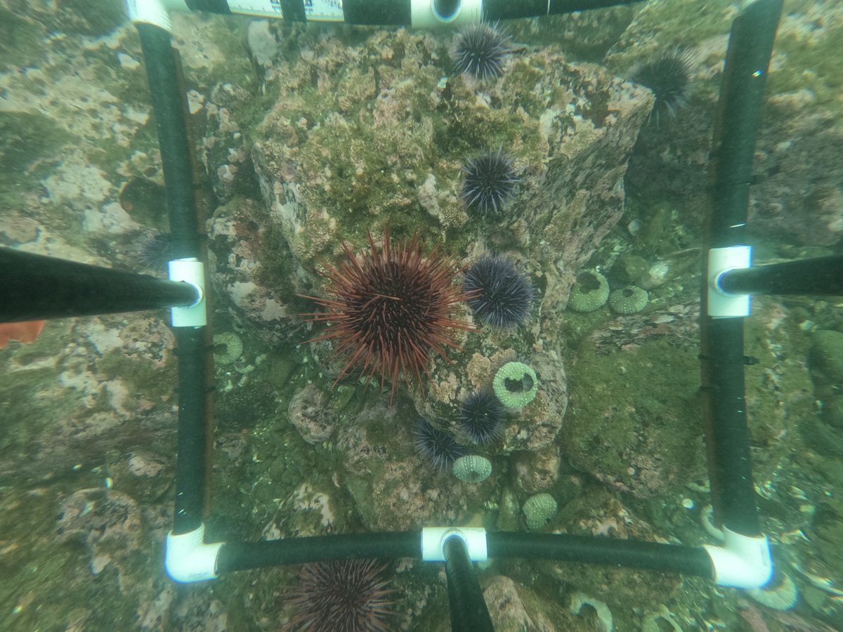 As an <a href="/OregonSeaGrant/">Oregon Sea Grant</a> Summer Scholar with <a href="/oregonkelp/">ORKA</a>, Caroline Rice researched how fast purple sea urchins return to areas after culling events &amp; whether kelp influences urchins to return faster. This work will help inform ORKA’s restoration work over the coming years.