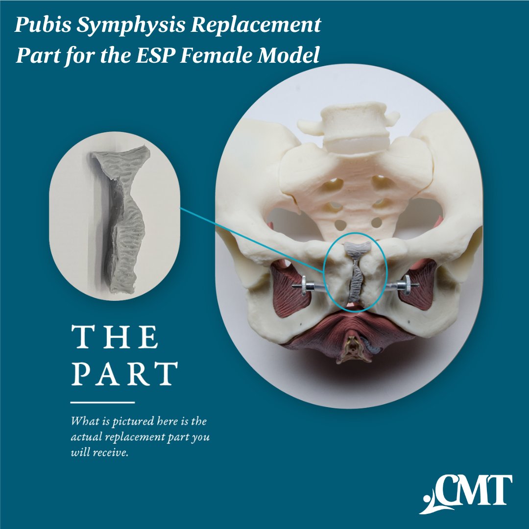 CurrentMedTech's tweet image. We now offer replacement parts, such as the Pubic Symphysis Replacement Part for the ESP Female Model.

Check out our selection of replacement parts: cmtmedical.com/product-catego…

 #CMT #replacementparts #educationalmodel #pelvicfloor #ESPModel