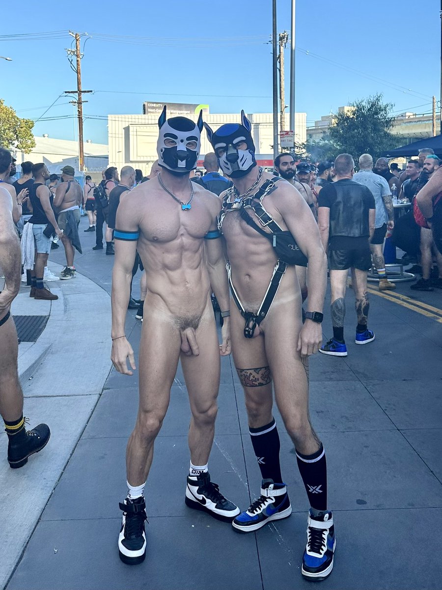 Pup Halcyon tweet media