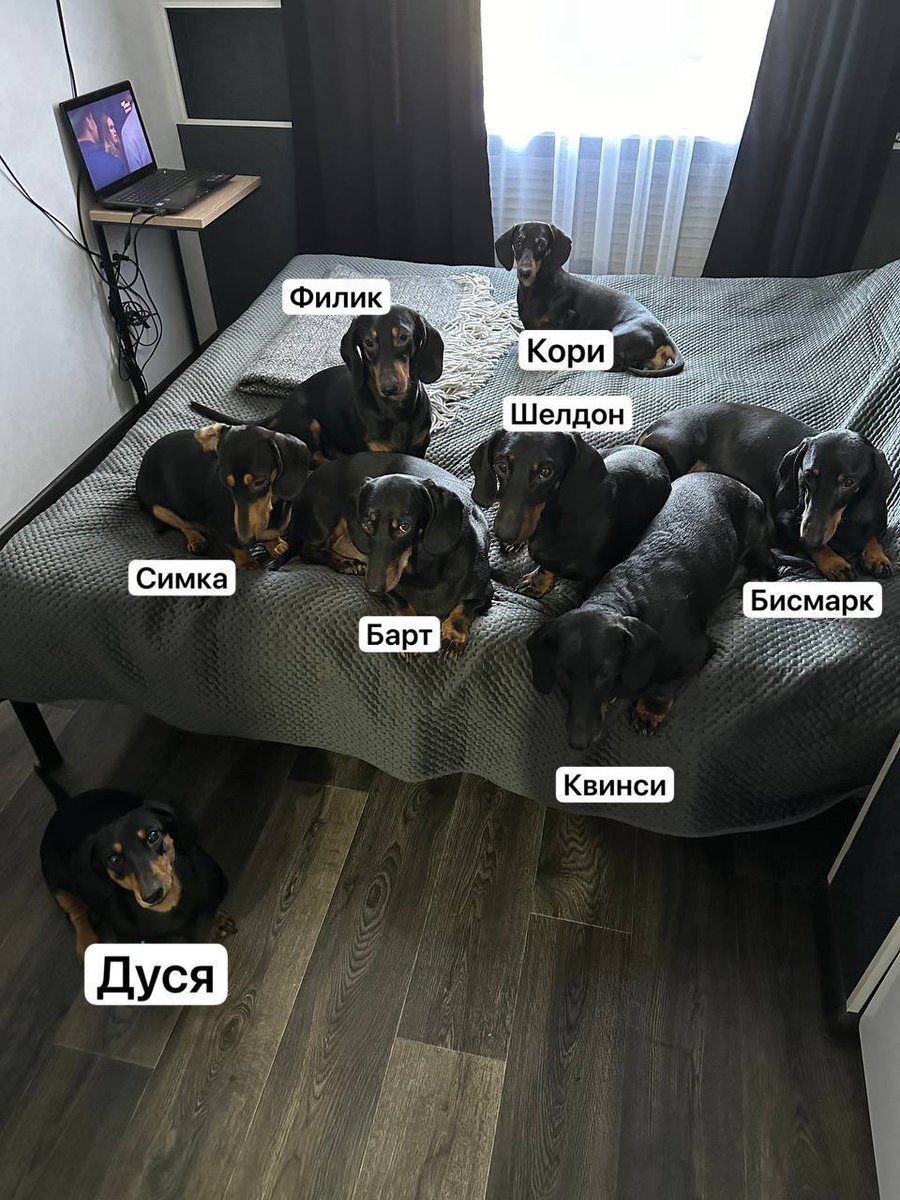 kussington's tweet photo. Каждый раз одно и то же. Когда люди узнают о том что у меня в доме живет восемь собак,то считают меня сумасшедшей. Поэтому мне хочется рассказать их историю. Предупреждаю-будет много букв. 
14 лет назад дочь на день рождения попросила попугайчика. Покупать его мы поехали на птичий рынок. На входе ко мне обратился мужчина с корзинкой:
-Девушка,купите щенка. Если у вас не было таксы,то вы не знаете что такое счастье в доме. 
Я пыталась возразить что не думала о собаке,что не готова ни морально,ни материально. В итоге ушла домой с прекрасной таксюней,которая мне досталась по цене попугайчика. Оказалось что щенок остался последний,заводчикам нужно срочно уезжать и деть ее просто некуда. Так у меня появилась первая собака. Квинси.